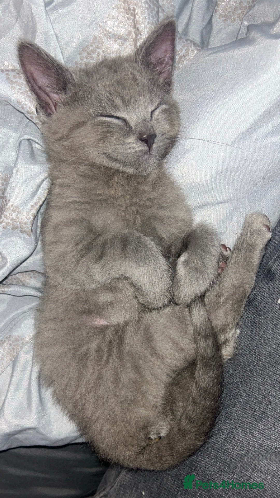 Mixed Breed cats for sale: Grey female kitten - Advert 1