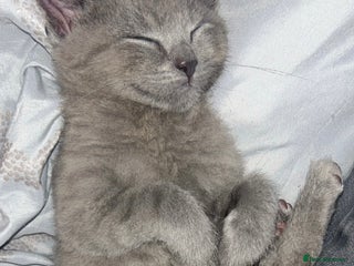 Mixed Breed cats Grey female kitten - Advert 1