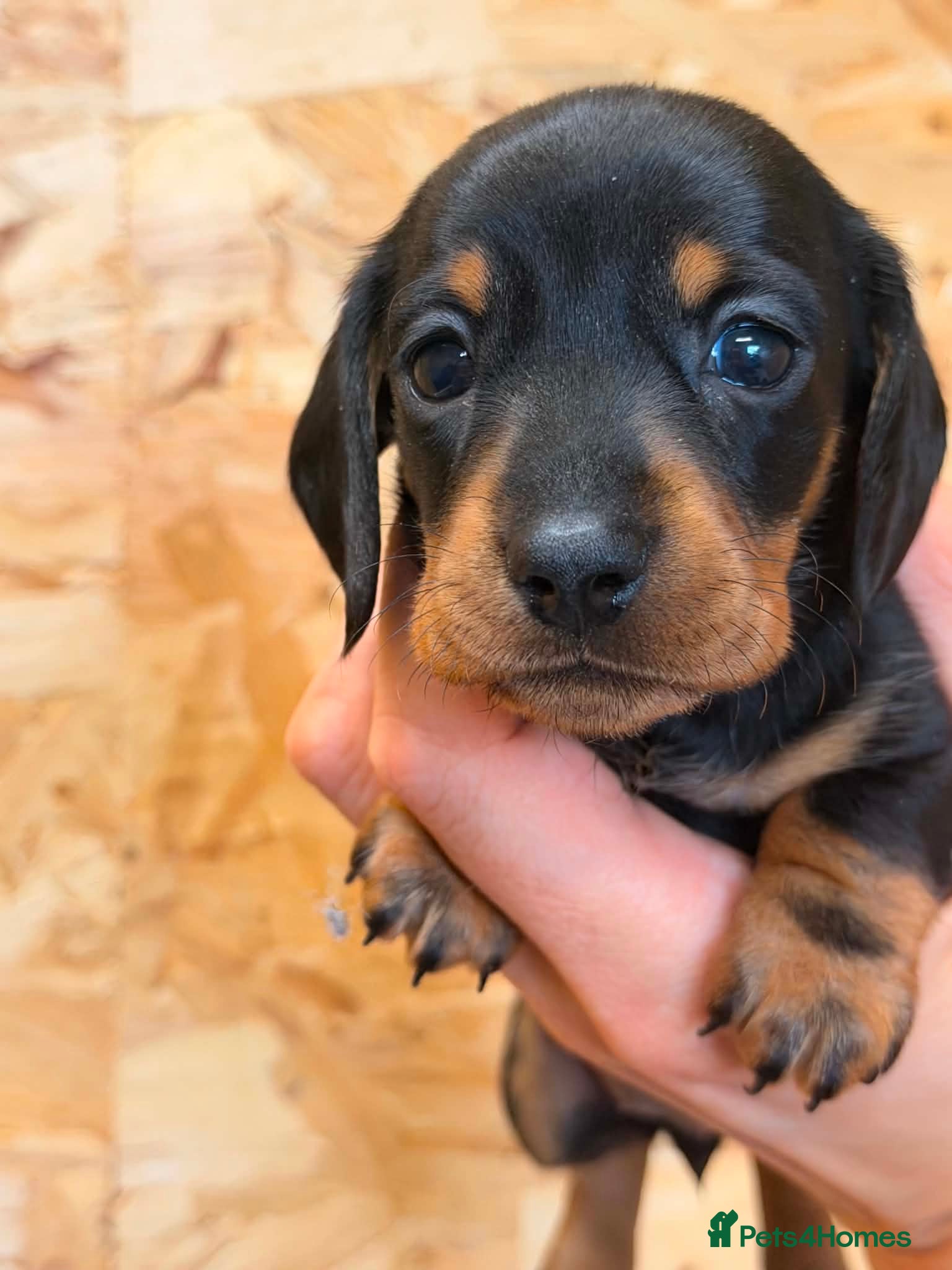 Miniature Dachshund dogs Stunning KC Registered Miniature Dachshund Puppies - Advert 2