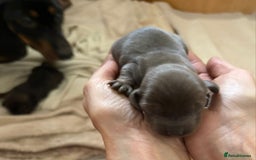 Dachshund dogs for sale: Adorable miniature dachshunds - Advert 7