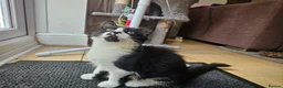British Shorthair cats for sale: 2 Female Black and White kittens - Advert 13
