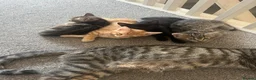 Mixed Breed cats for sale: 3 kittens ready by 22nd June  in Swindon - Advert 10