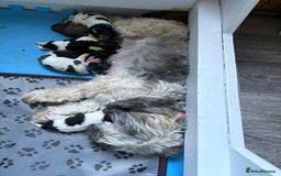 Mixed Breed dogs for sale: 6 beautiful Shihpoo + cotton de Tulear puppies - Image 2