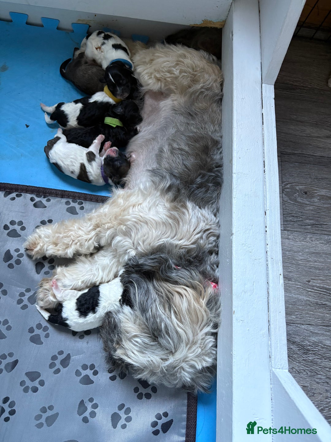 Mixed Breed dogs for sale: 6 beautiful Shihpoo + cotton de Tulear puppies - Image 2