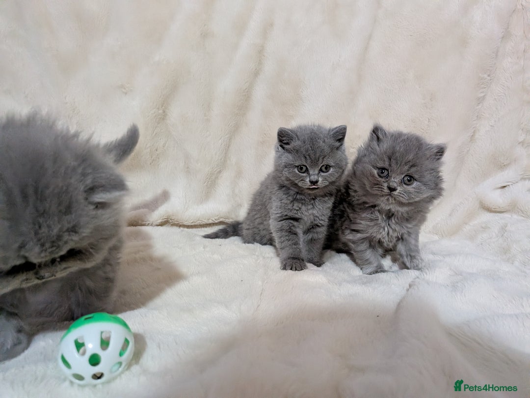 British Shorthair cats for sale: Beautiful British Shorthair kittens GCCF reg - Advert 1