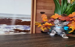 British Shorthair cats for sale: British Shorthair Tabby  - Image 12