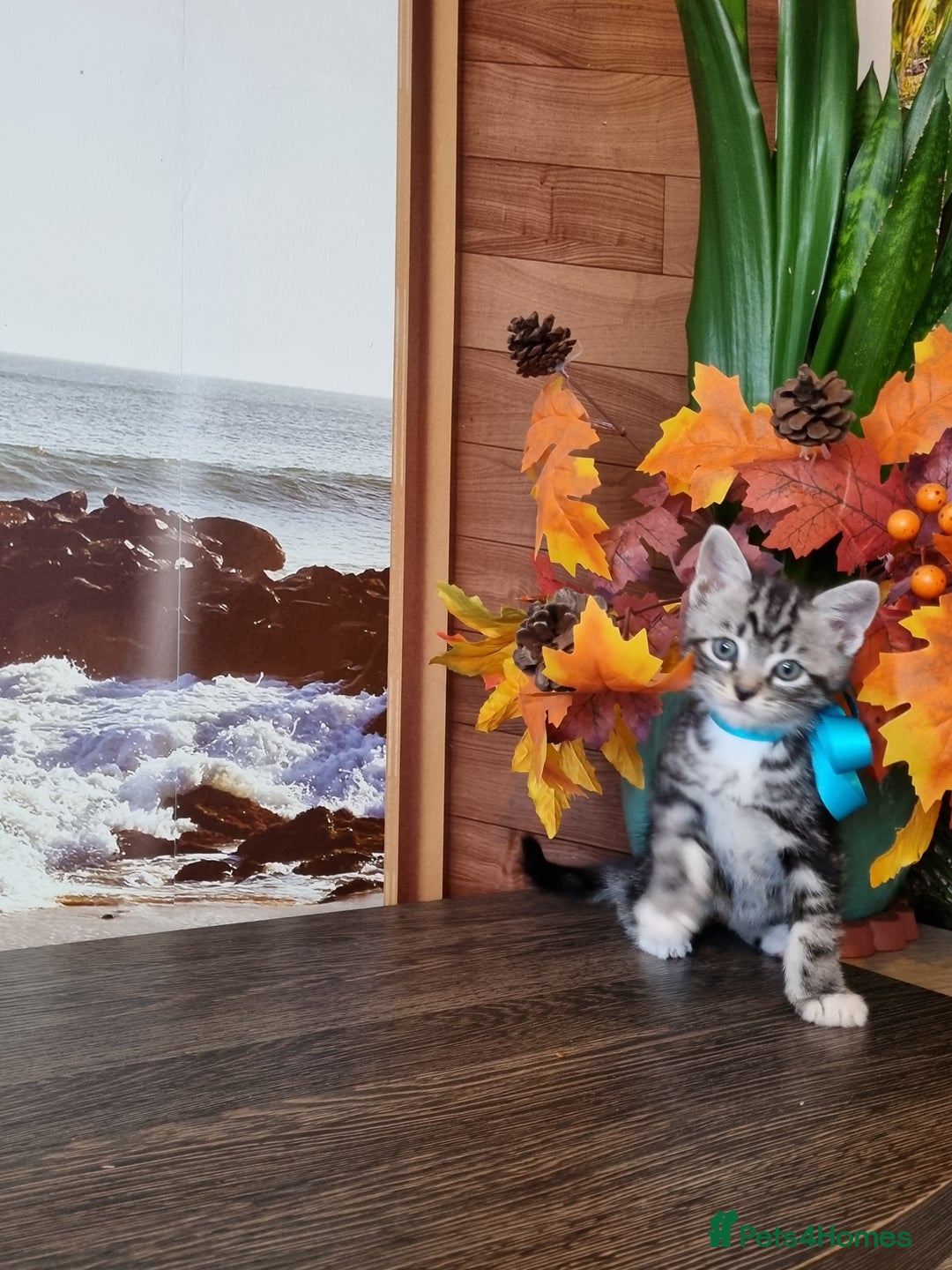 British Shorthair cats for sale: British Shorthair Tabby  - Image 12