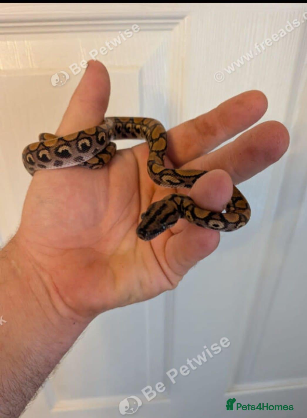 Boa Snake reptiles Young Brazilian rainbow boa snake - Advert 5