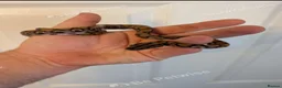 Boa Snake reptiles for sale: Young Brazilian rainbow boa snake - Advert 1