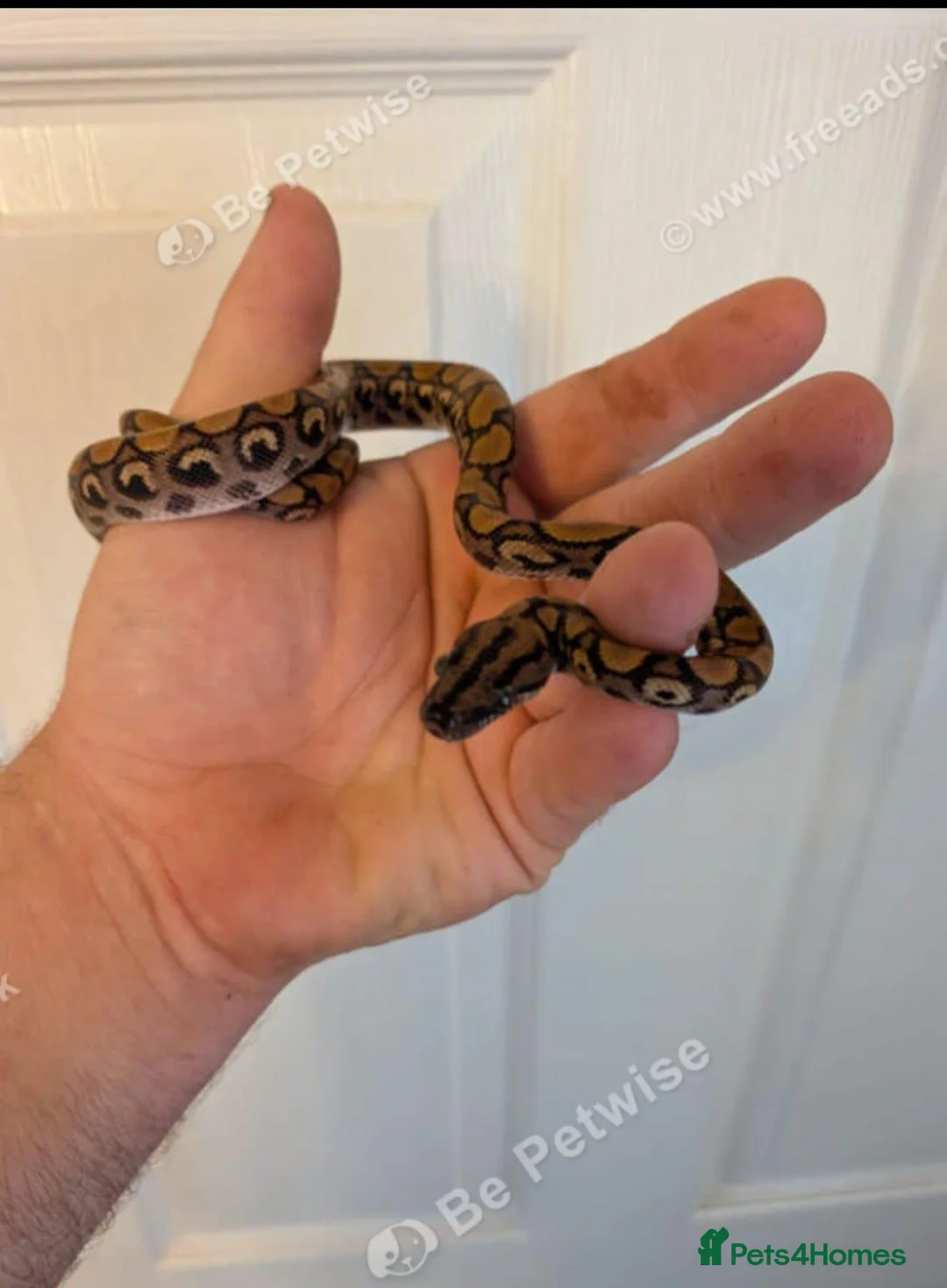 Boa Snake reptiles for sale: Young Brazilian rainbow boa snake - Advert 1