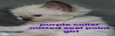 Ragdoll purple collar