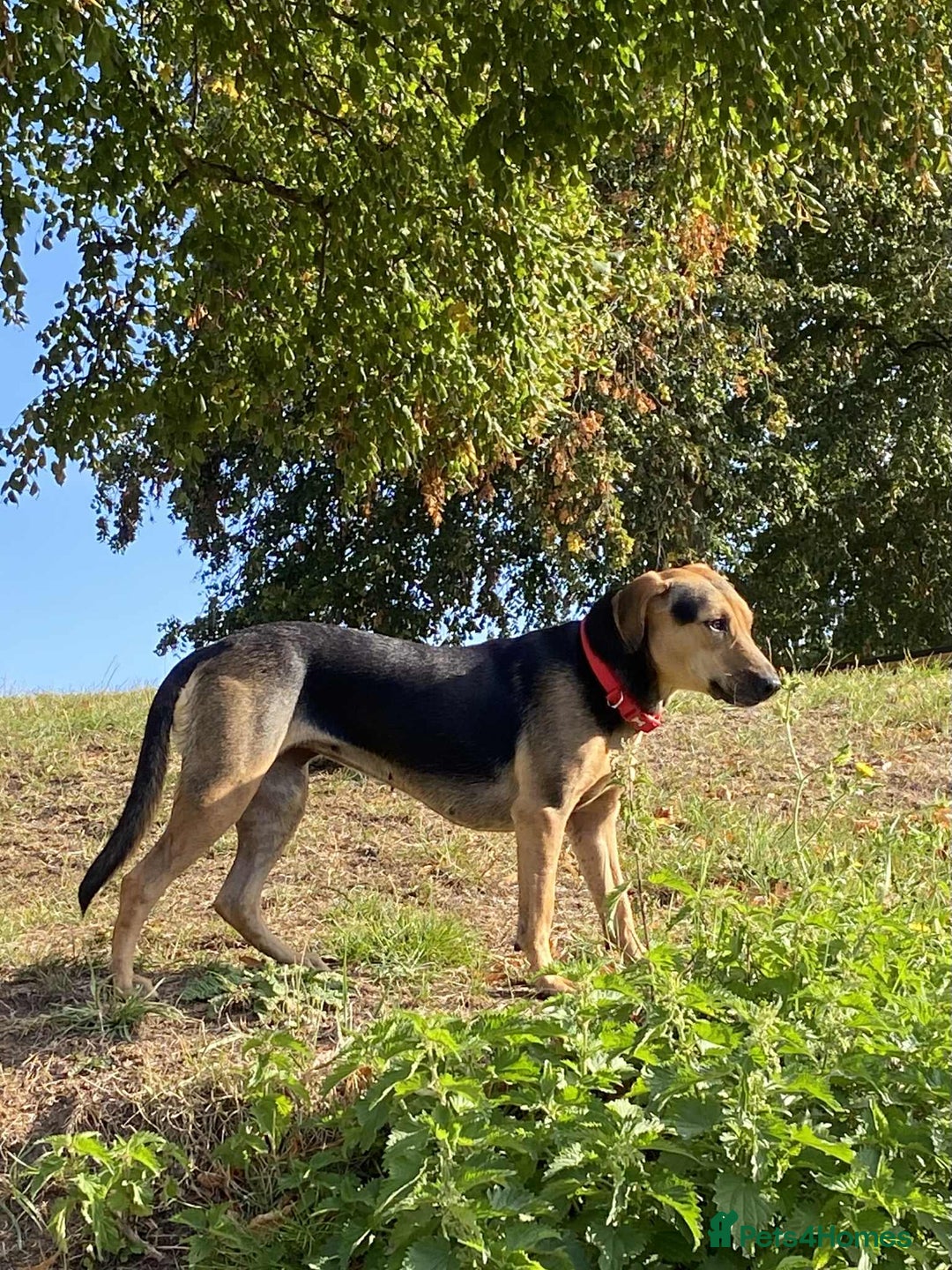 Mixed Breed dogs for adoption: Mavis – Almost 5 years old, female, hound mix - Advert 5
