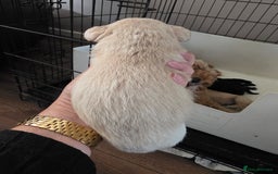 Mixed Breed dogs for sale: Schnockerpoo's - Image 7