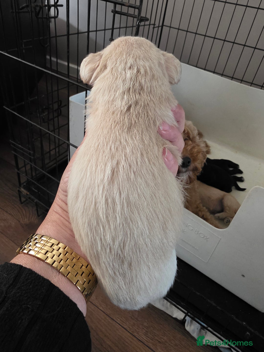 Mixed Breed dogs for sale: Schnockerpoo's - Image 7