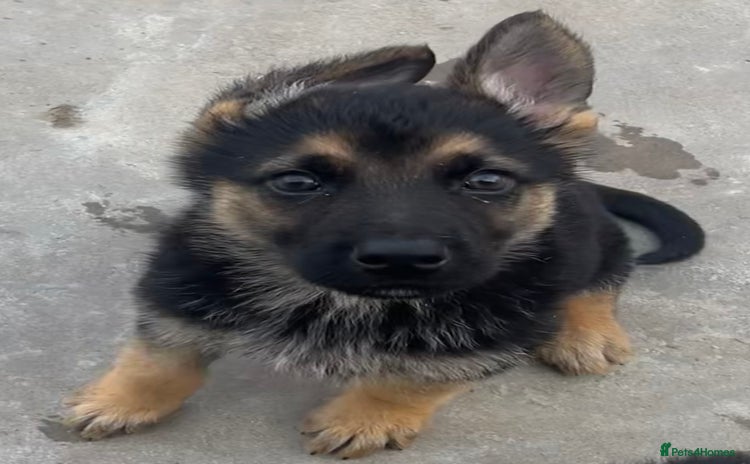 German Shepherd dogs - Advert 1