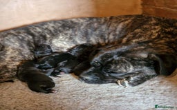 Cane Corso dogs for sale: Top quality  - Image 19
