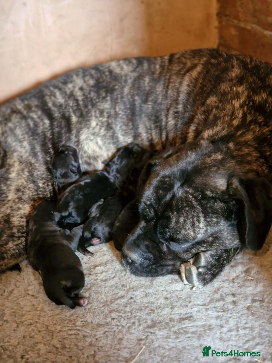 Cane Corso dogs for sale: Top quality  - Image 19
