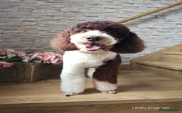 Miniature Poodle dogs for stud: FULLY HEALTH TESTED MINIATURE POODLE in Kettering - Image 10