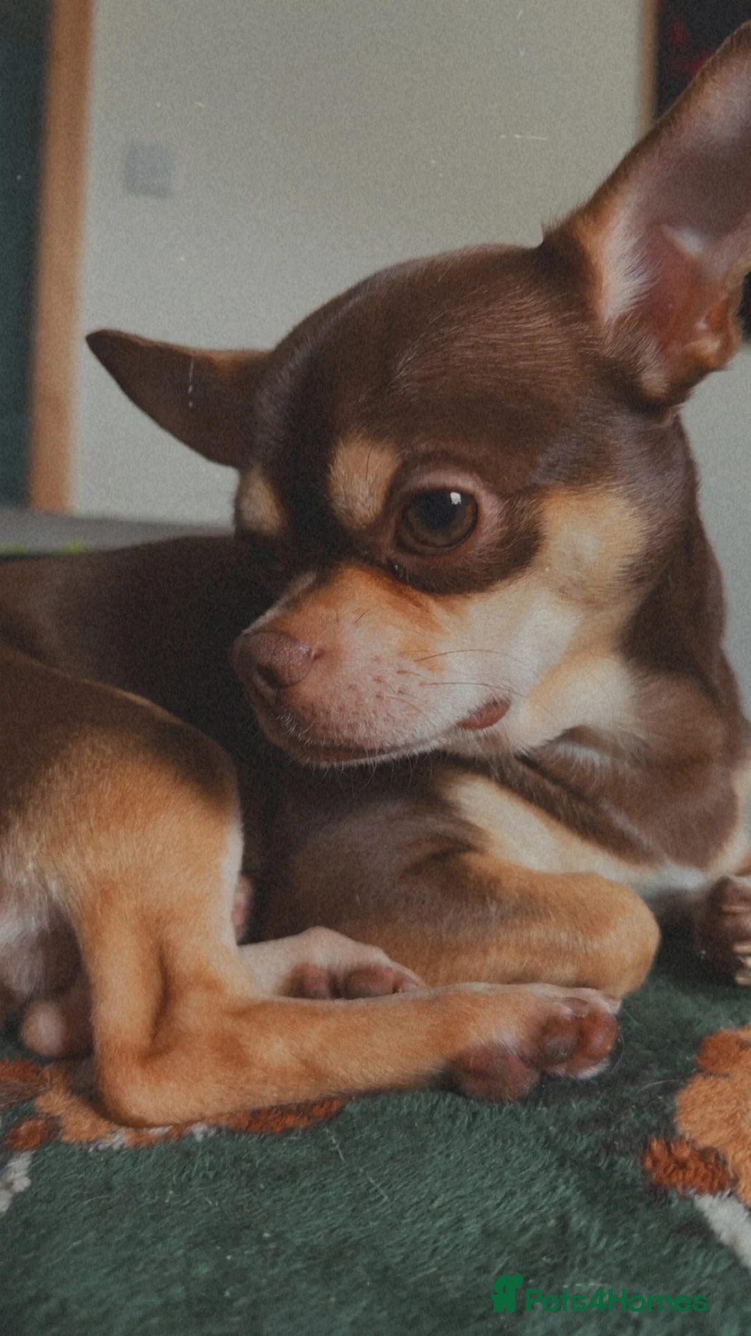 Chihuahua dogs for stud: Chocolate and tan chihuahua  - Advert 2