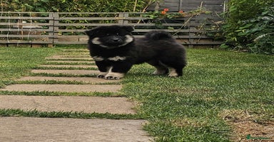 Eurasier dogs in Northampton - Advert 16