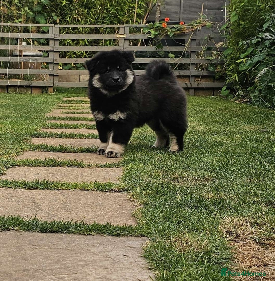 Eurasier dogs for sale: Eurasier Puppies KC Registered in Northampton - Image 3