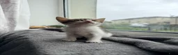 Mixed Breed cats for sale: Kittens ready to go - Advert 6