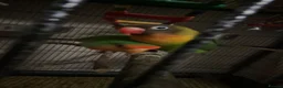 Lovebirds birds for sale: Bonded pair of lovebirds for sale - Advert 1