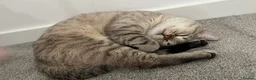 Mixed Breed cats for sale: Mixed British Shorthair and Tabby Male  - Advert 6