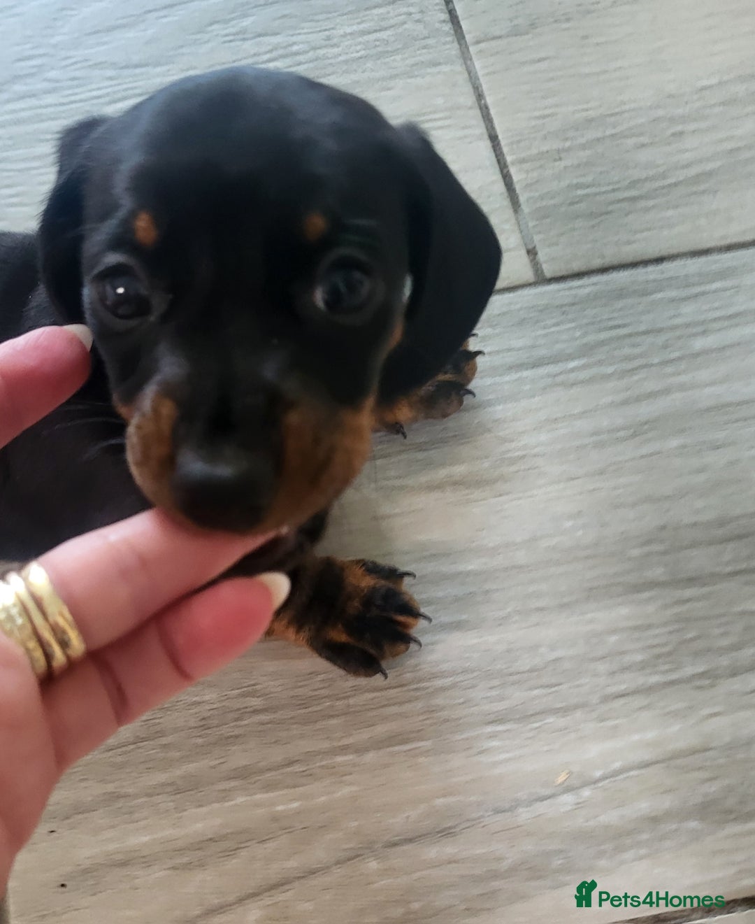 Miniature Dachshund dogs for sale: 4 female smooth haired miniature dachshunds  - Image 4