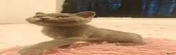 British Shorthair cats for sale: Blue male British shorthair brothers in Blackburn - Advert 26