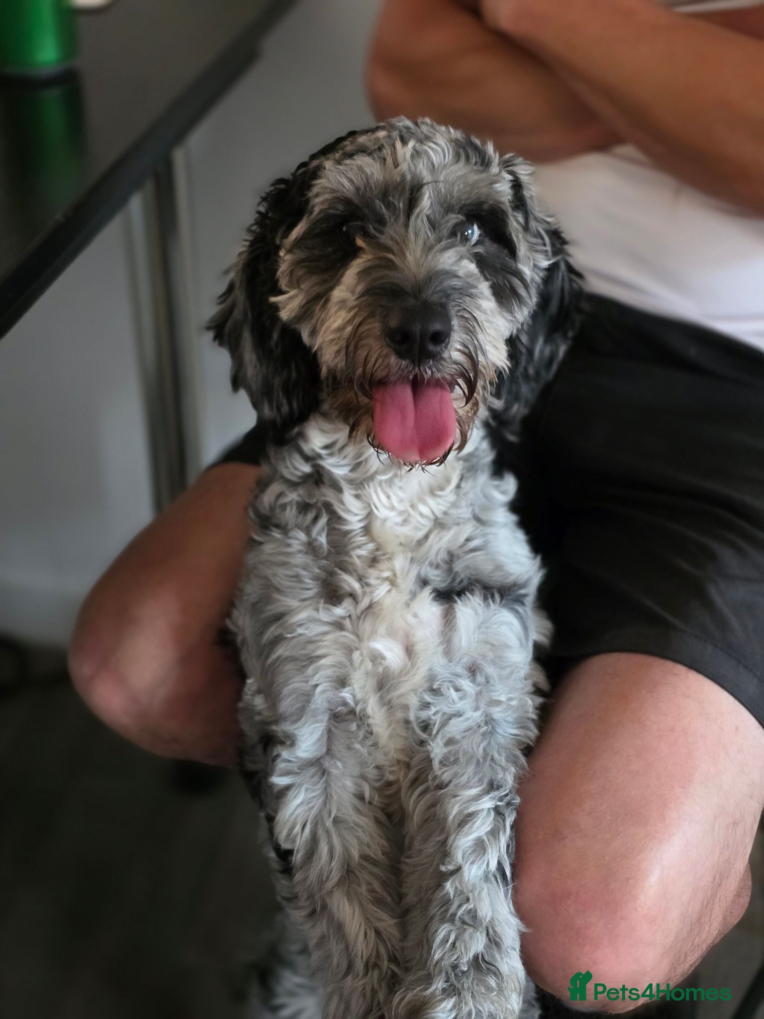Cockapoo dogs 10 month old female cockapoo  - Advert 10