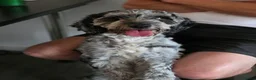 Cockapoo dogs for sale: 10 month old female cockapoo  - Advert 2
