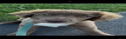 Borador dogs for sale: Collie X Lab - Advert 1