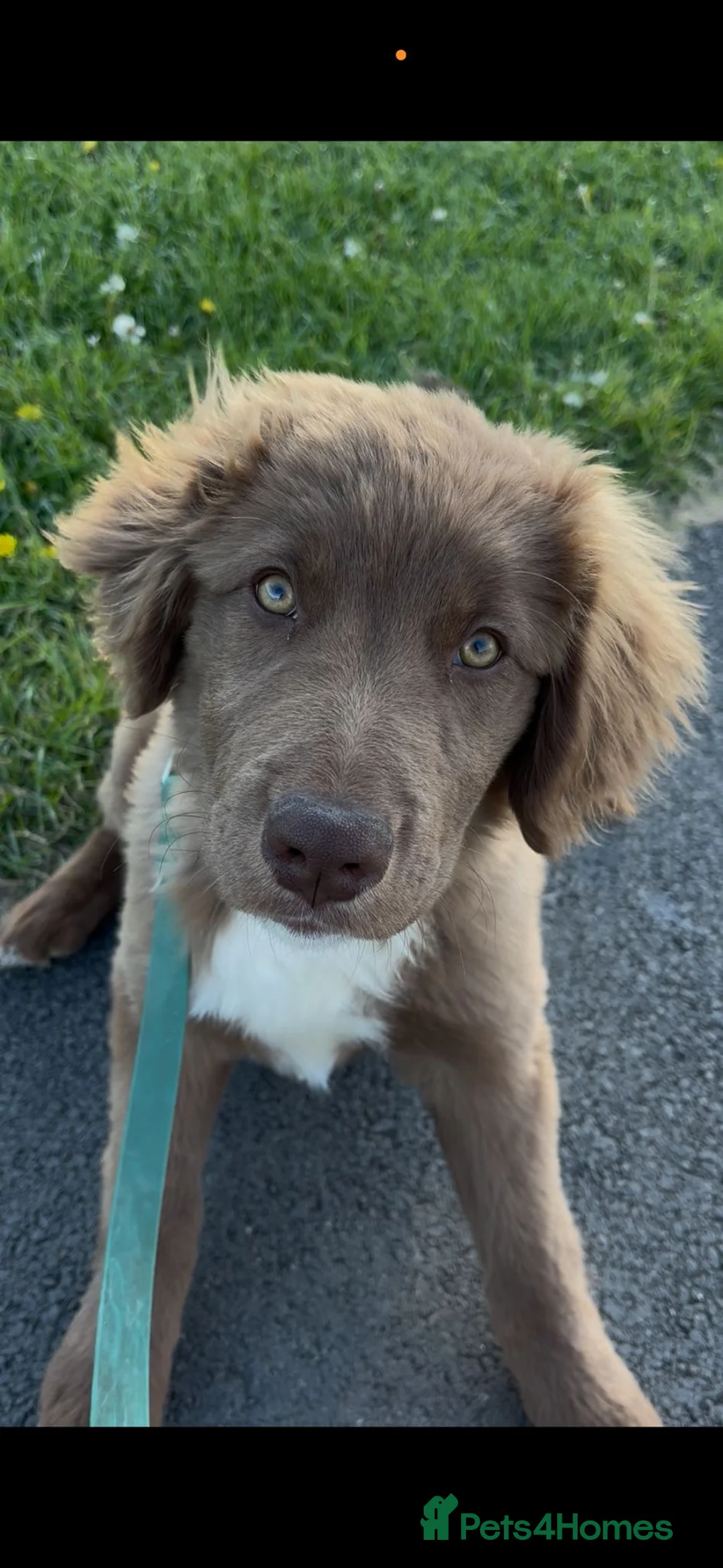 Borador dogs for sale: Collie X Lab - Advert 1