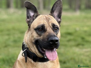 Mixed Breed dogs Rehoming And looking for a forever home - Advert 1