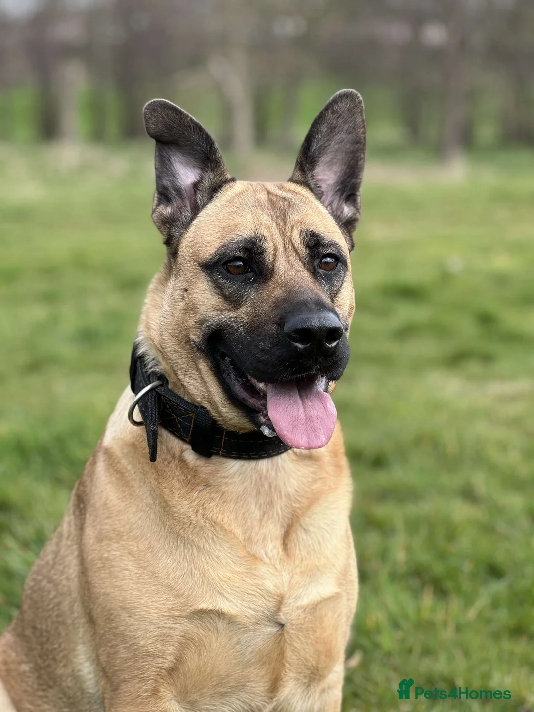 Mixed Breed dogs for sale: Rehoming And looking for a forever home - Advert 1