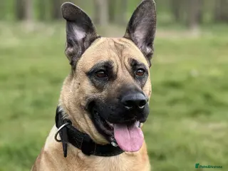 Mixed Breed dogs Rehoming And looking for a forever home - Advert 17