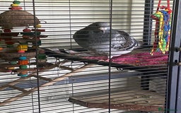 Pigeons birds for sale: Male Romanian Homer Pigeon  in Mansfield - Image 5