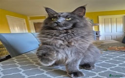 Maine Coon cats for sale: Adorable Maine Coon Kittens - Image 8