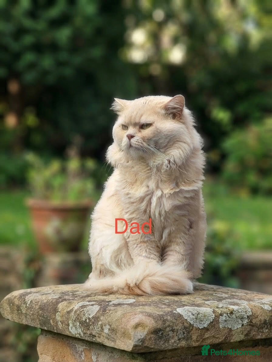 British Shorthair cats 🐾 4 Beautiful Male Kittens British shorthair  - Advert 1