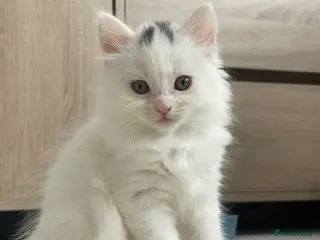 British Longhair cats Last Female Kitten available - Advert 3