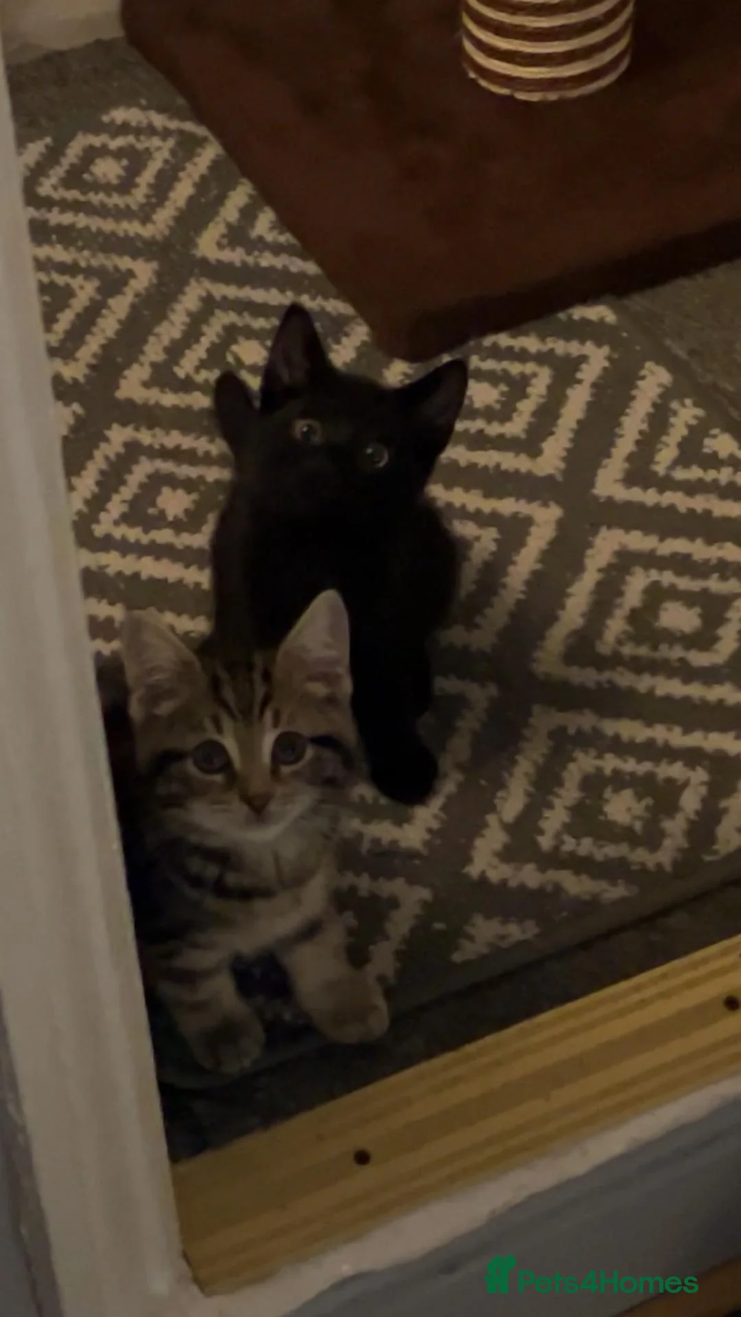 British Shorthair cats for sale: Two kittens, Dash and Dotty.  - Advert 4