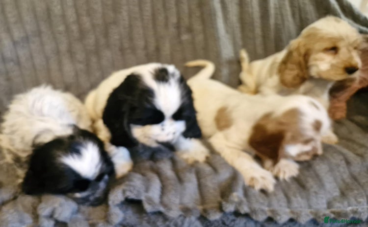 Cocker Spaniel dogs - Advert 2