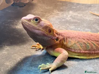 Bearded Dragon reptiles Bearded Dragon Adult - Full Setup - Advert 8