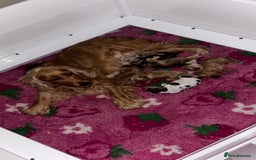 Cocker Spaniel dogs for sale: Beautiful family SHOW cocker spaniels - Image 22
