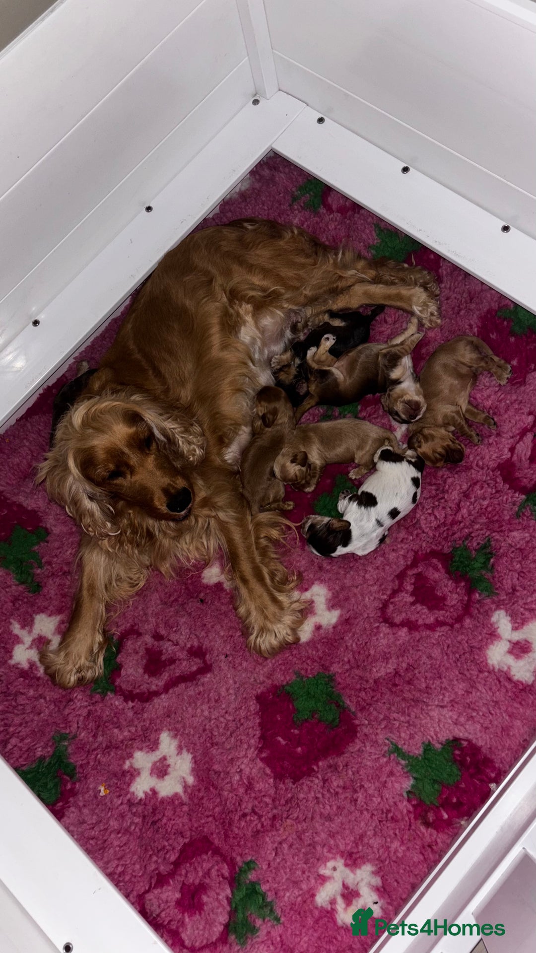 Cocker Spaniel dogs for sale: Beautiful family SHOW cocker spaniels - Image 22