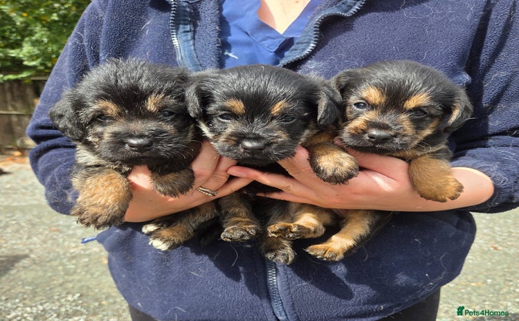Mixed Breed dogs - Advert 7