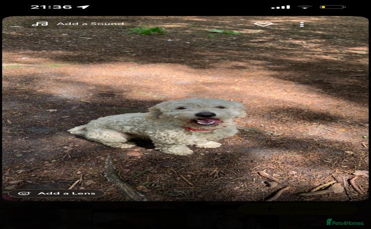 Cockapoo dogs - Advert 11