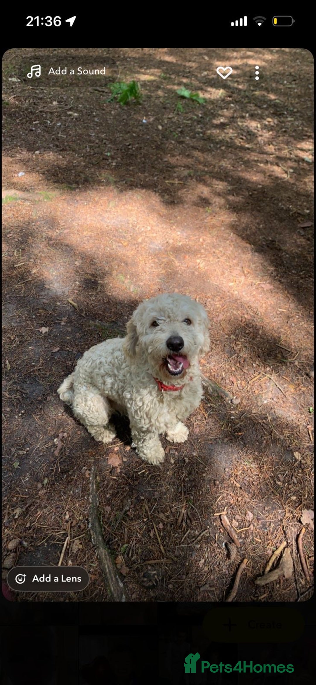 Cockapoo dogs for stud: Proven Beautiful bear up for stud  - Advert 1