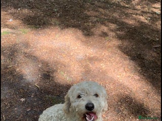 Cockapoo dogs - Advert 11